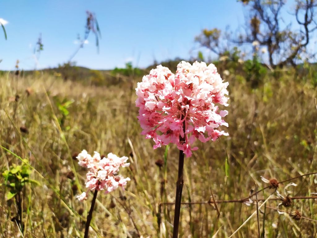 Dia do CerradO_AcervoIFB